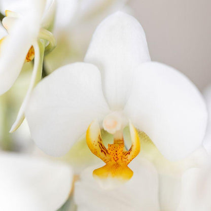 Kolibri Orchids - Surprise Diamond - coffret surprise avec 1 orchidée Kolibri Diamond Ø9cm - fraîchement cueillie par le producteur