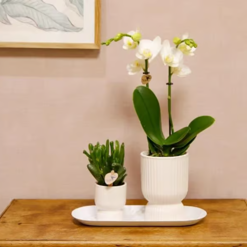 Set:  Witte Amabilis orchidee 9cm + groene plant incl. witte sierpotten & ovaal dienblad