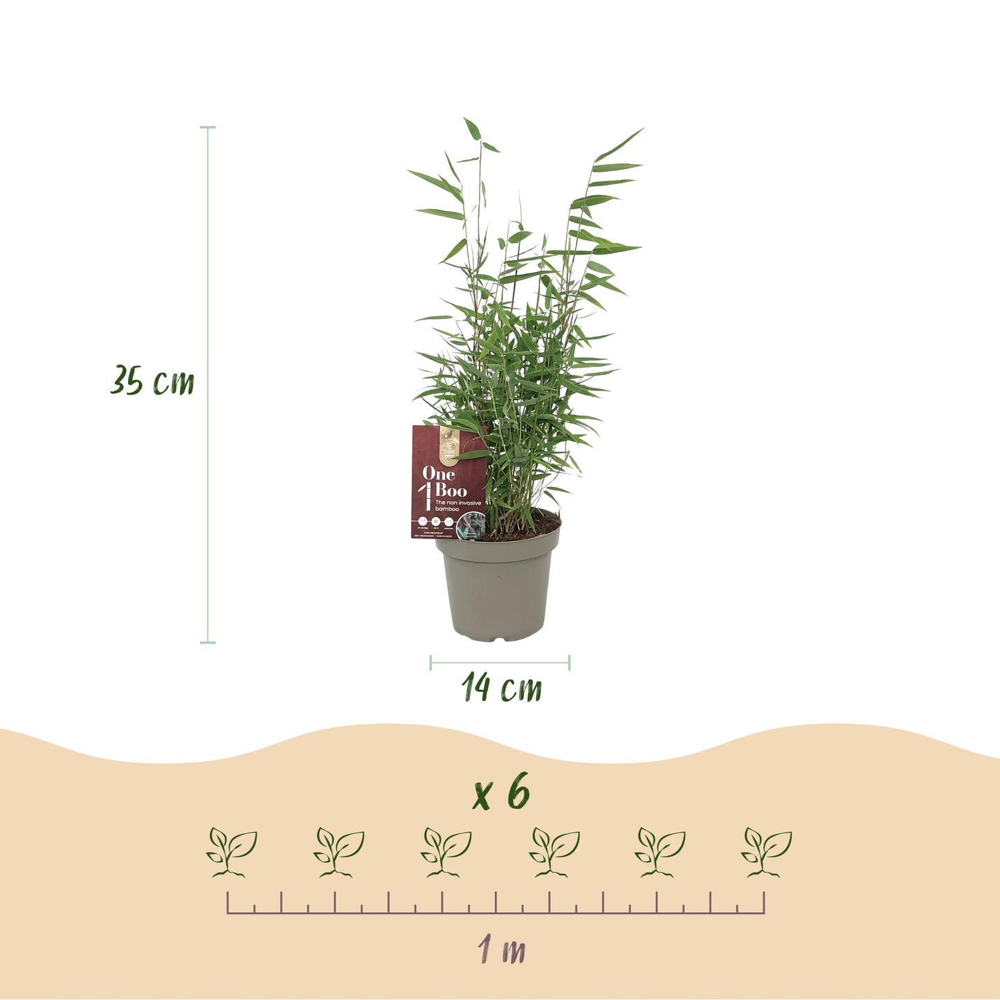 Bamboe: Fargesia Red Dragon (6 Planten)