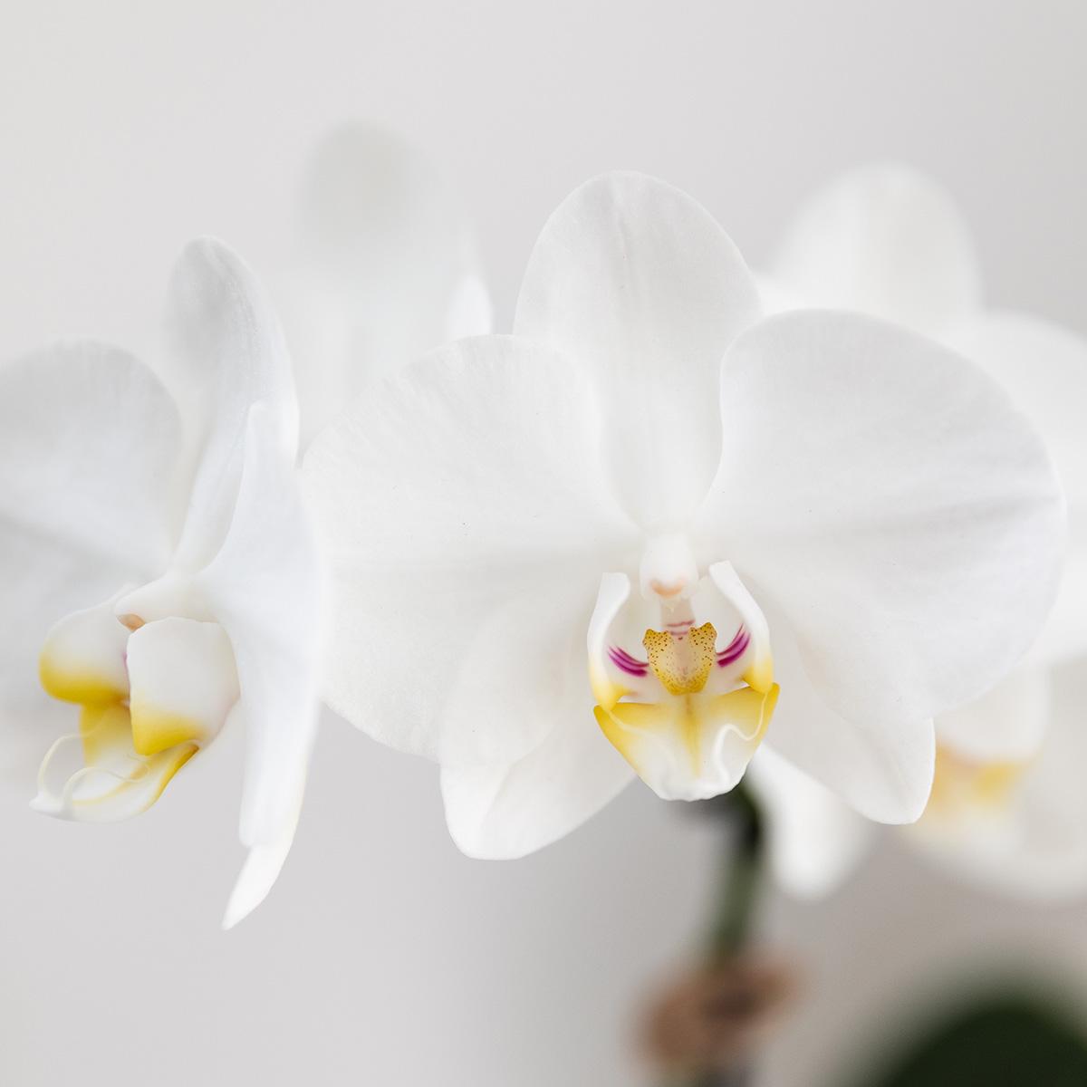 Combo: Witte Amabilis orchidee (Bold Cognac sierpot)
