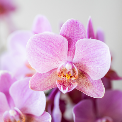 Surprise-box: 2 orchideeën