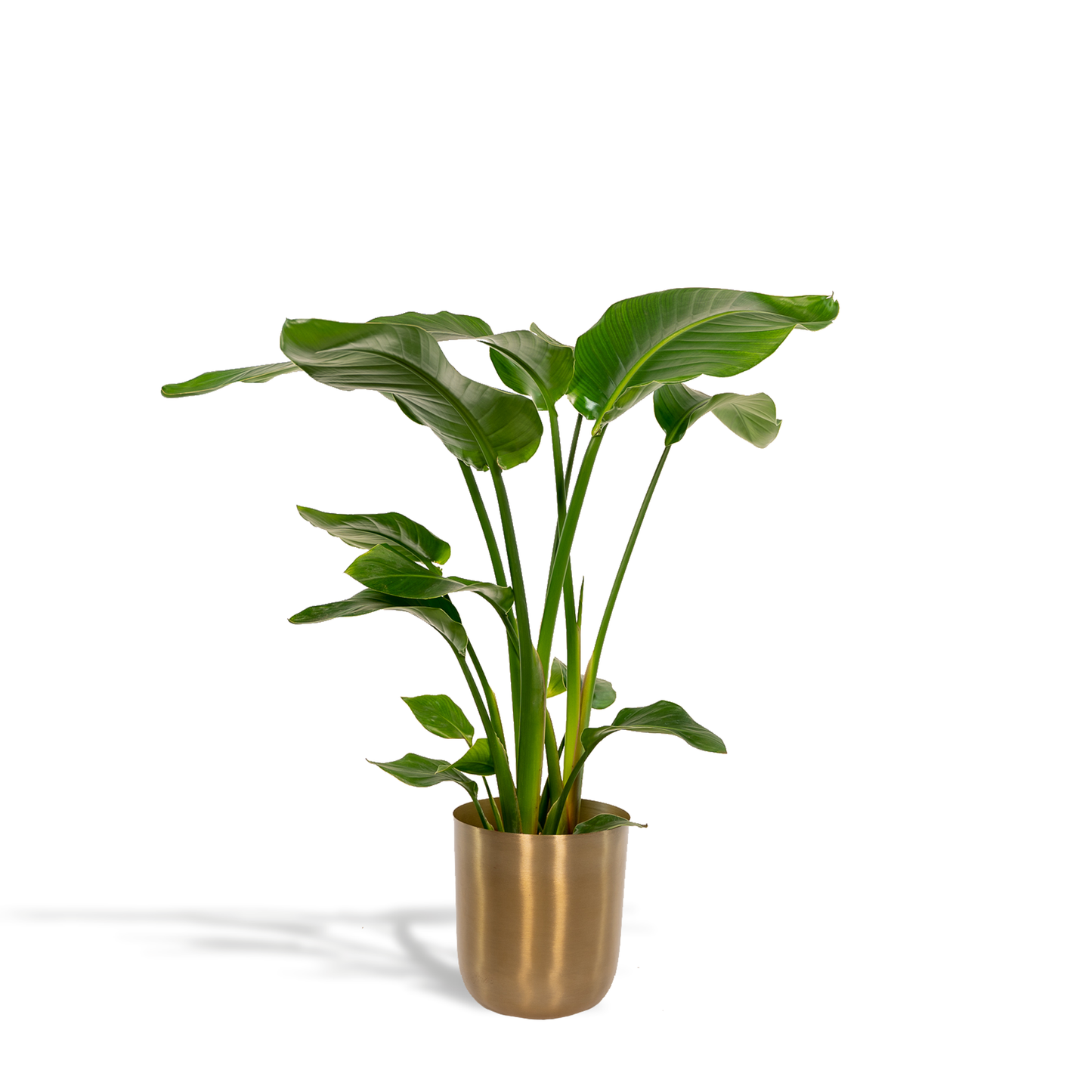 Combo: Strelitzia Nicolai (Mayk Gold)