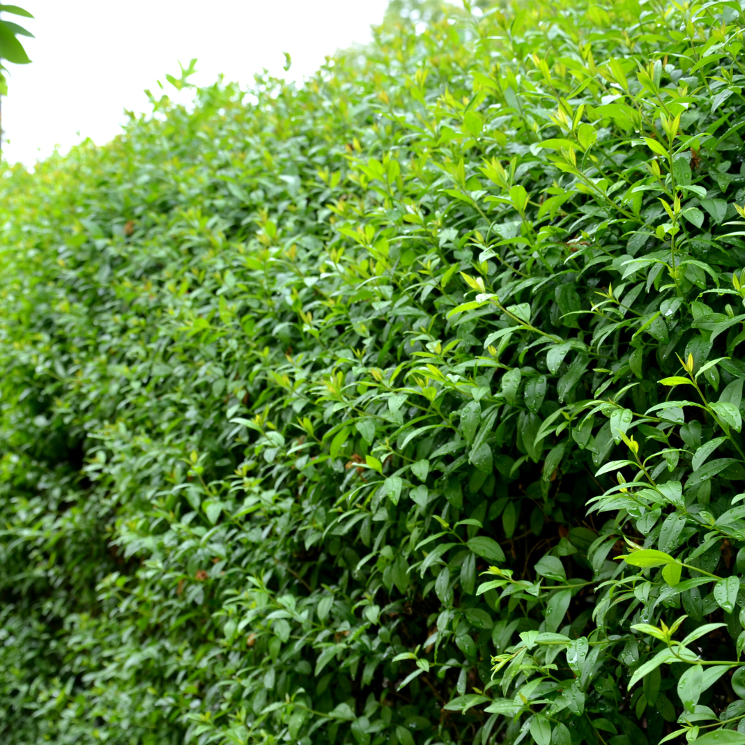 Palletdeal: Ligustrum Ovalifolium (50 stuks)