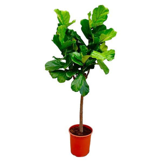 Ficus Lyrata boom ø27cm, 160cm hoog