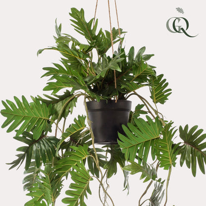 ARTIFICIAL Philodendron - 80 cm