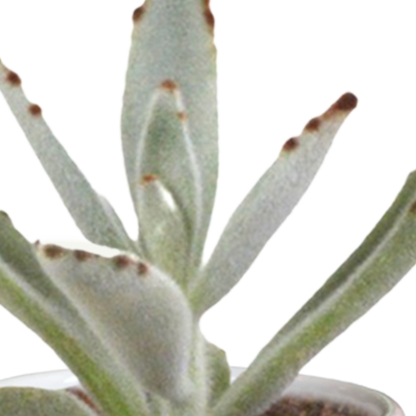Mix: 15 stuks Cacti en vetplanten 5.5 cm - in witte pot