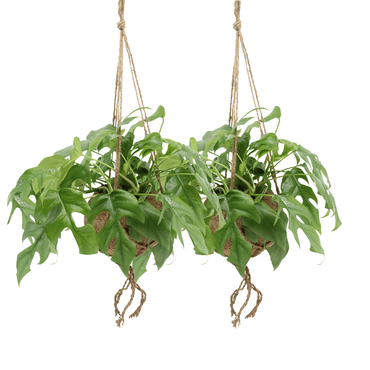 Duo-deal: Kokodama Monstera Minima