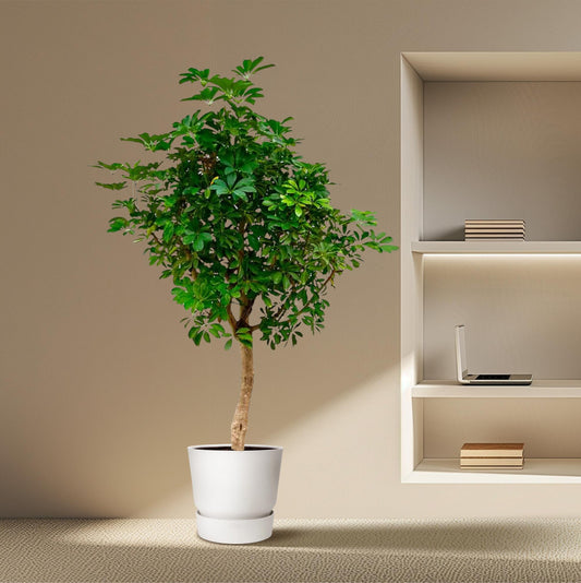 Schefflera on stem - 200cm - ø40