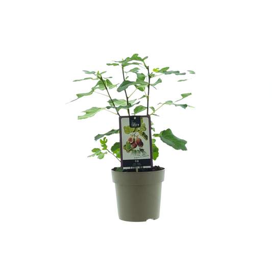 Ficus Precose De Dalmatie - eetbare vijgen Ø15cm - ↕40cm