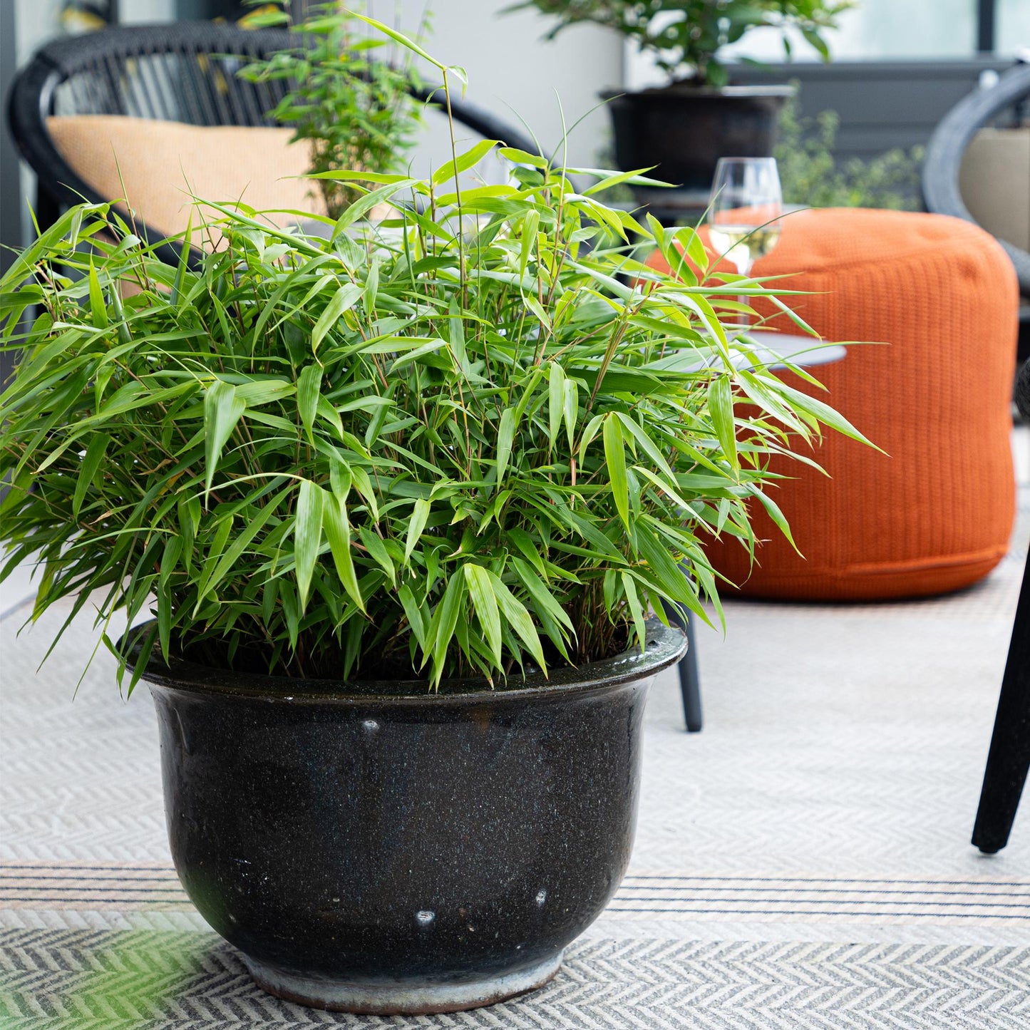 Bamboe: Fargesia Rufa (12 Planten)