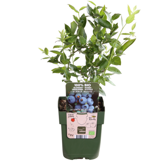 Bosbessenplanten BIO (3 planten)