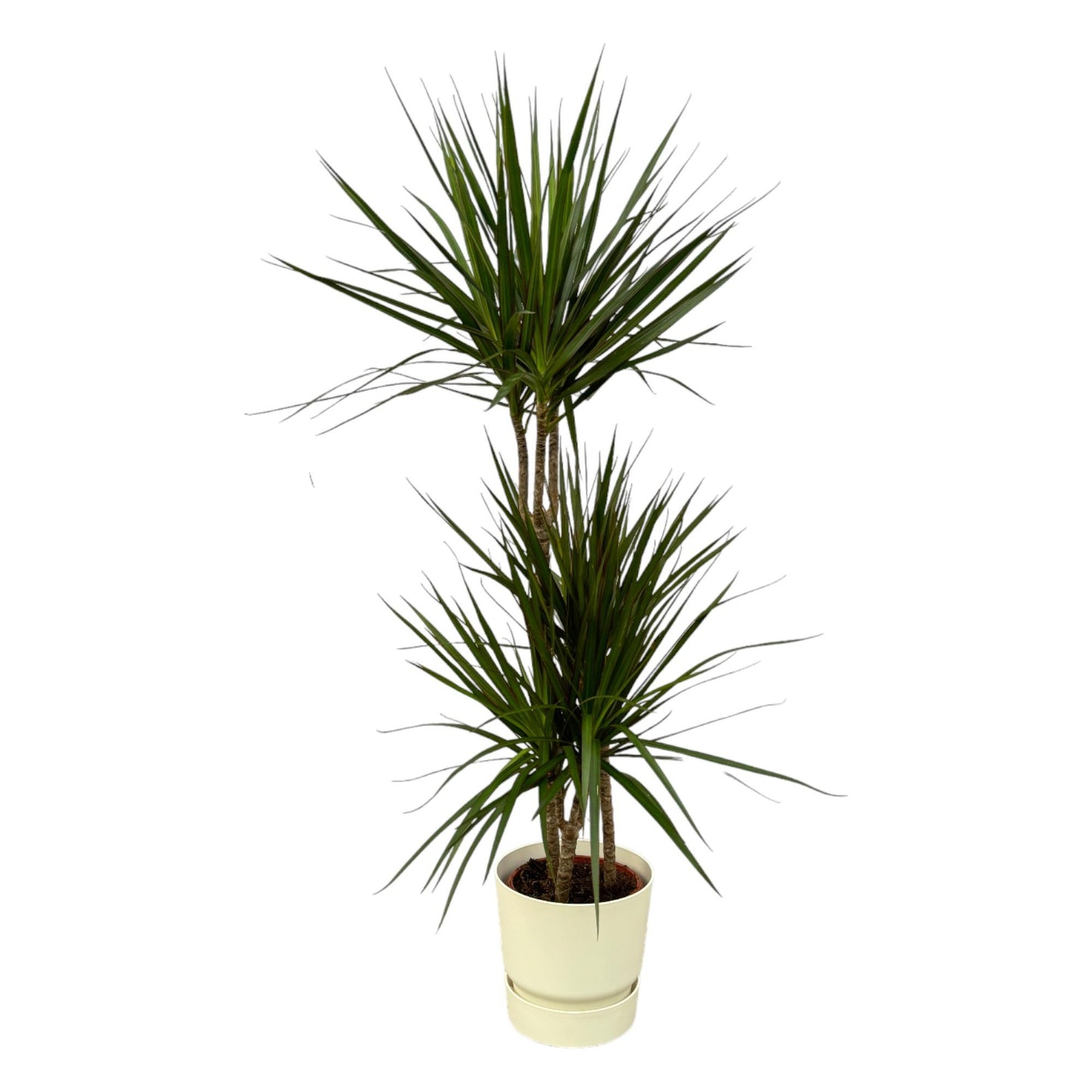 Combo: Dracaena Marginata (Greenville Round wit)