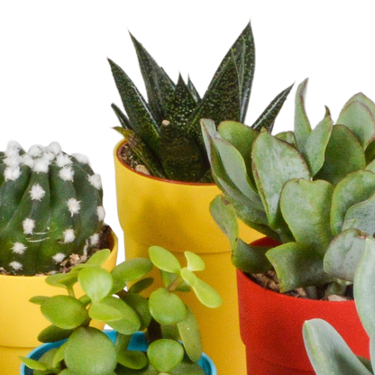 mix: 15 Cacti en vetplanten (plastic potjes)