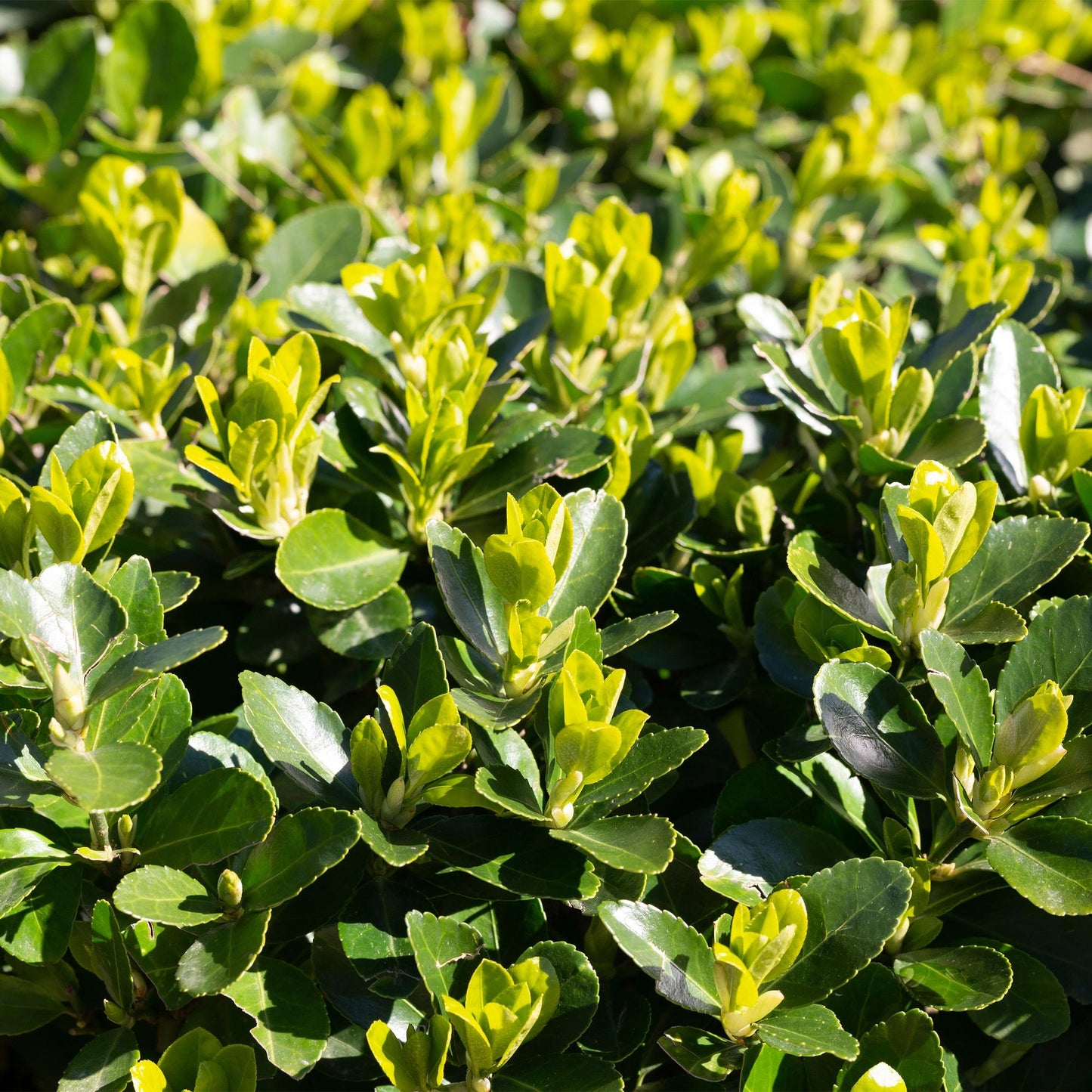 Euonymus japonica Green Spire -  blad groen - 8 planten - 1 strekkende meter - groenblijvend - pot 9cm hoogte 20-25cm
