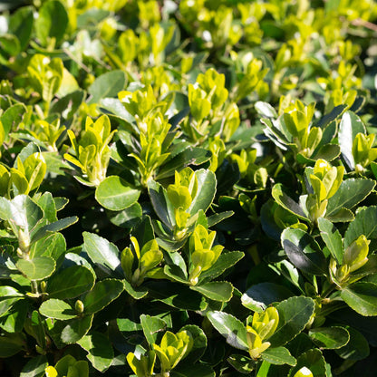 Euonymus japonica Green Spire -  blad groen - 8 planten - 1 strekkende meter - groenblijvend - pot 9cm hoogte 20-25cm