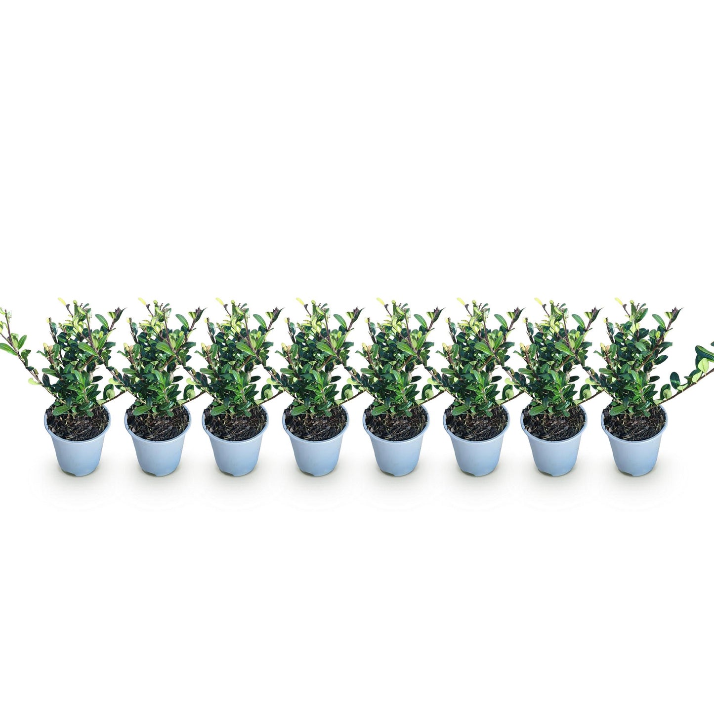 Ilex crenata Caroline Upright - Blad Groen - 8 Planten - 1 Strekkende Meter - Groenblijvend - Pot 9cm Hoogte 25-30cm