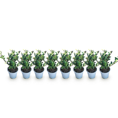 Ilex crenata Caroline Upright - Blad Groen - 8 Planten - 1 Strekkende Meter - Groenblijvend - Pot 9cm Hoogte 25-30cm