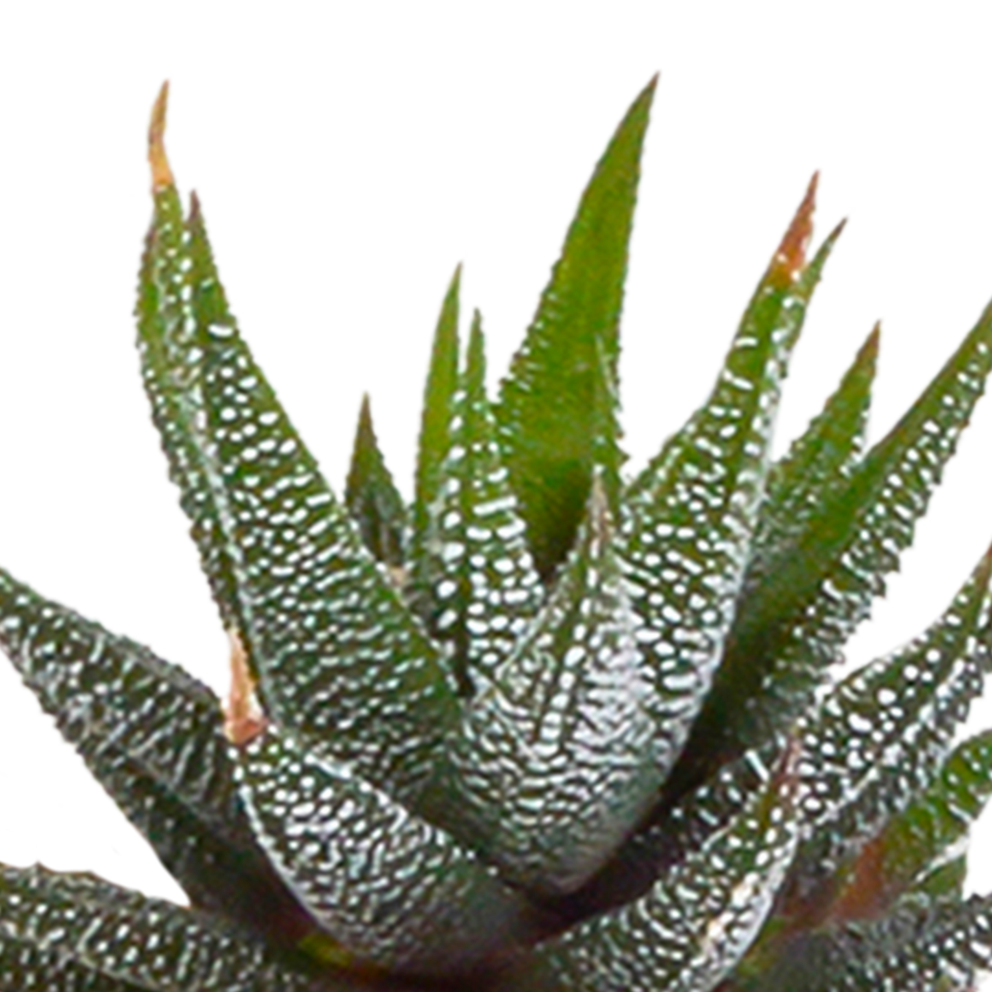 Mix: 15 stuks Cacti en vetplanten 5.5 cm - in witte pot
