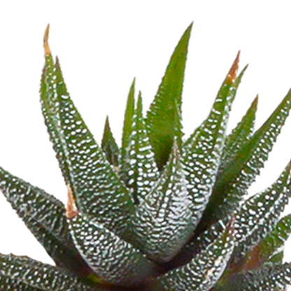 Mix: 15 stuks Cacti en vetplanten 5.5 cm - in witte pot