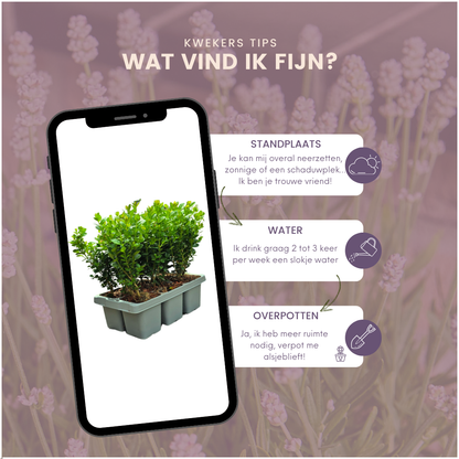 8 x 6-Pack Buxus NewGen Freedom – Winterharde Groenblijvende Struiken 48 x Ø7 cm - ↕15 cm