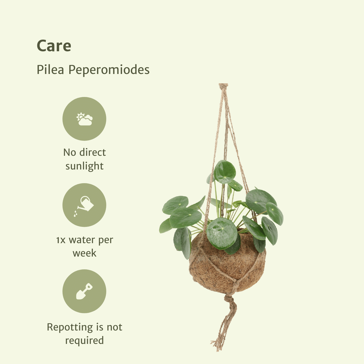 2x Kokodama Pilea Peperomiodes 20cm - ø15