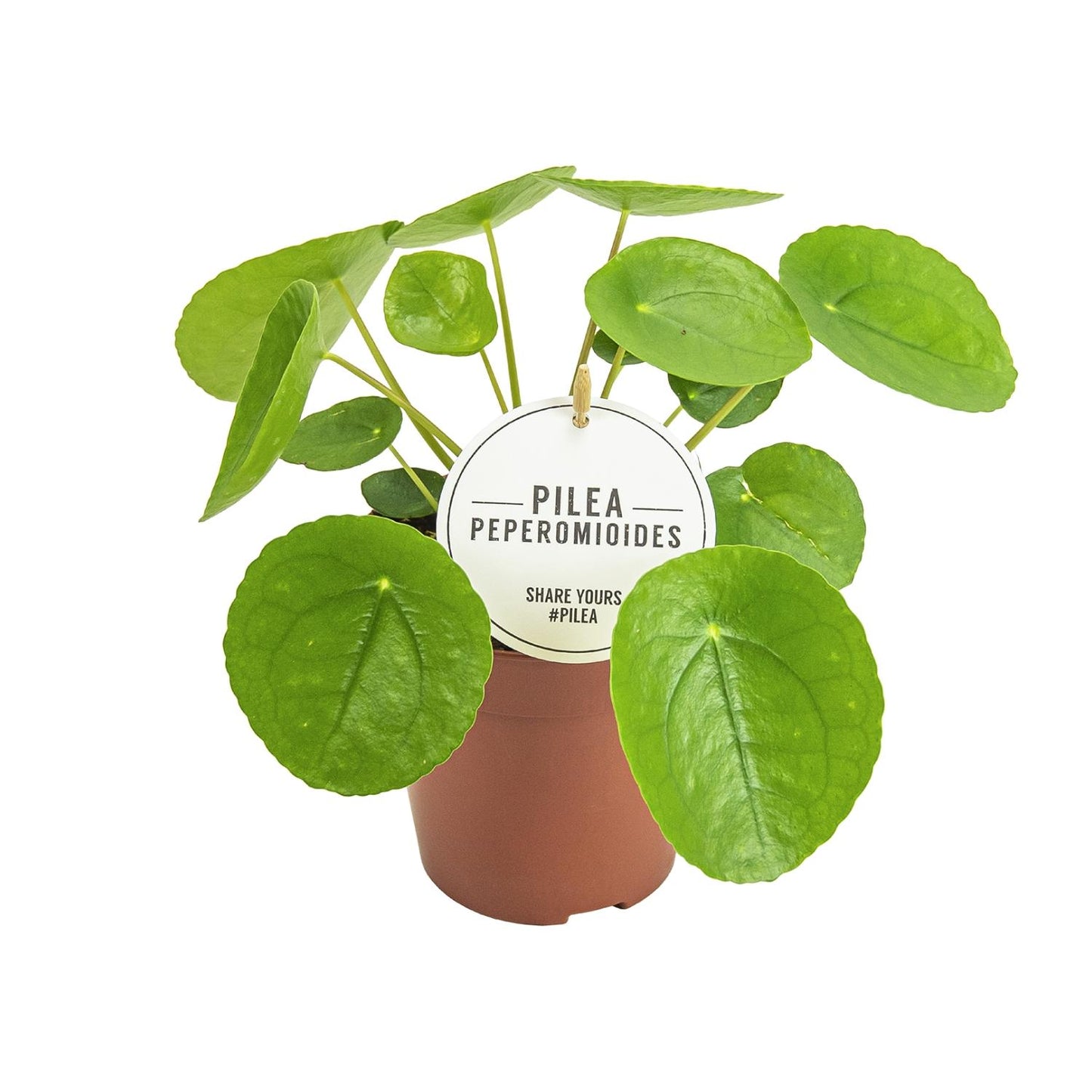 Pilea Peperomioides - Ø13cm - ↕20cm (aluminiumplant)