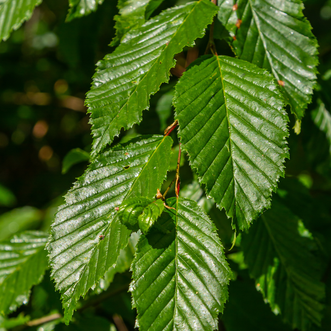 Palletdeal: Carpinus Betulus (50 stuks)