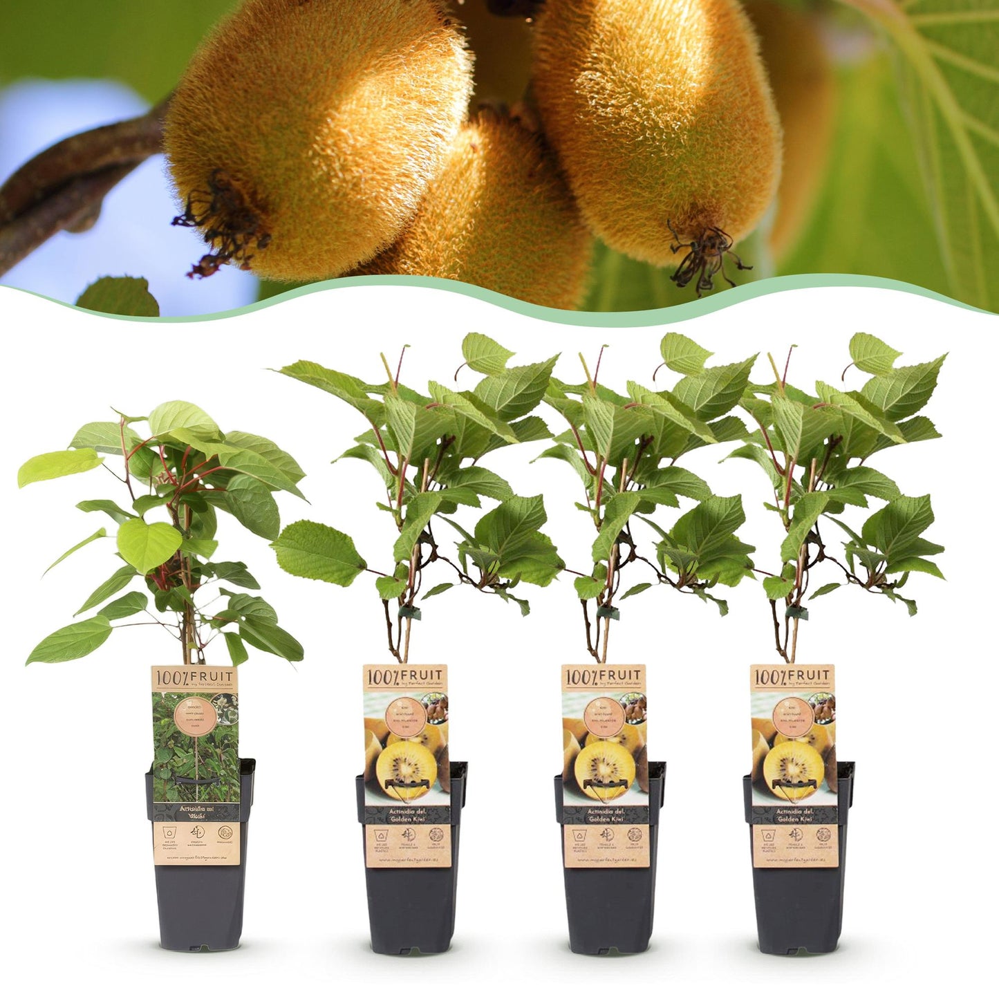 Set: Actinidia Weiki & Golden Kiwi (4 plants)