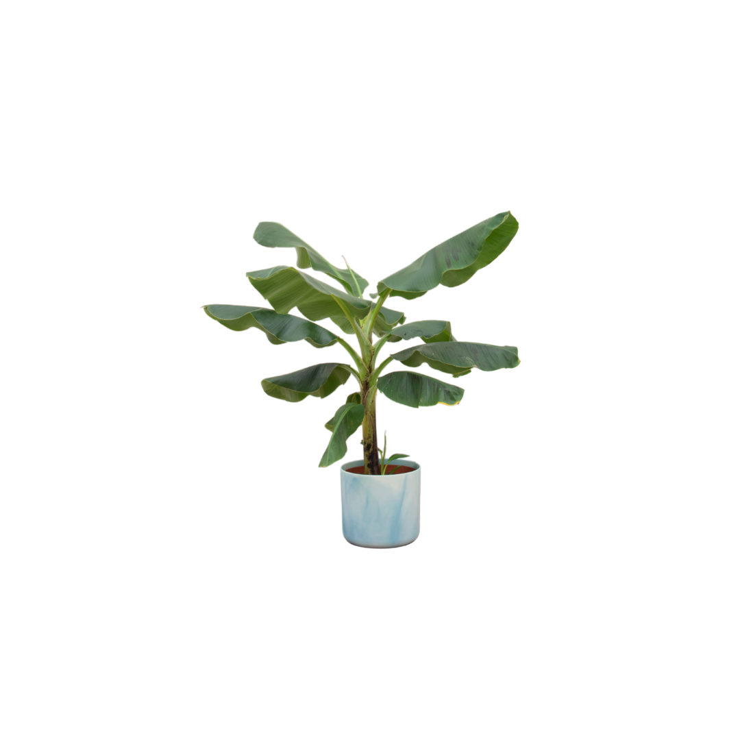Set: Bananenplant (Musa) in Ocean Round atlantisch blauw Ø22 - 90 cm