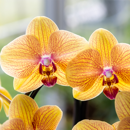 Combo: Niagara Falls orchidee (Poppy sierpot peach)