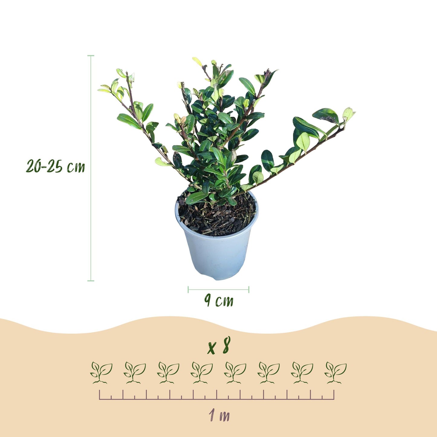 Ilex crenata Caroline Upright - Blad Groen - 8 Planten - 1 Strekkende Meter - Groenblijvend - Pot 9cm Hoogte 25-30cm
