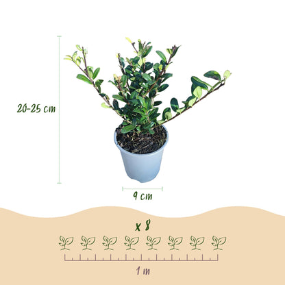 Ilex crenata Caroline Upright - Blad Groen - 8 Planten - 1 Strekkende Meter - Groenblijvend - Pot 9cm Hoogte 25-30cm