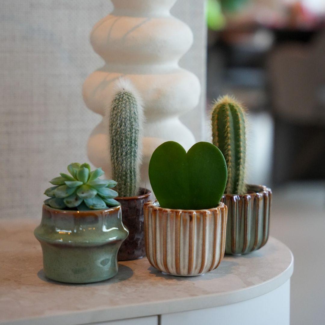 Mix: Plant set (6 pieces)(pot San Juan)