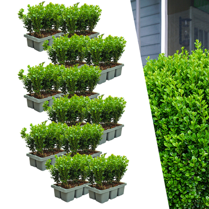 12 x 6-Pack Buxus NewGen Freedom – Winterharde Groenblijvende Struiken 72 x Ø7 cm - ↕15 cm