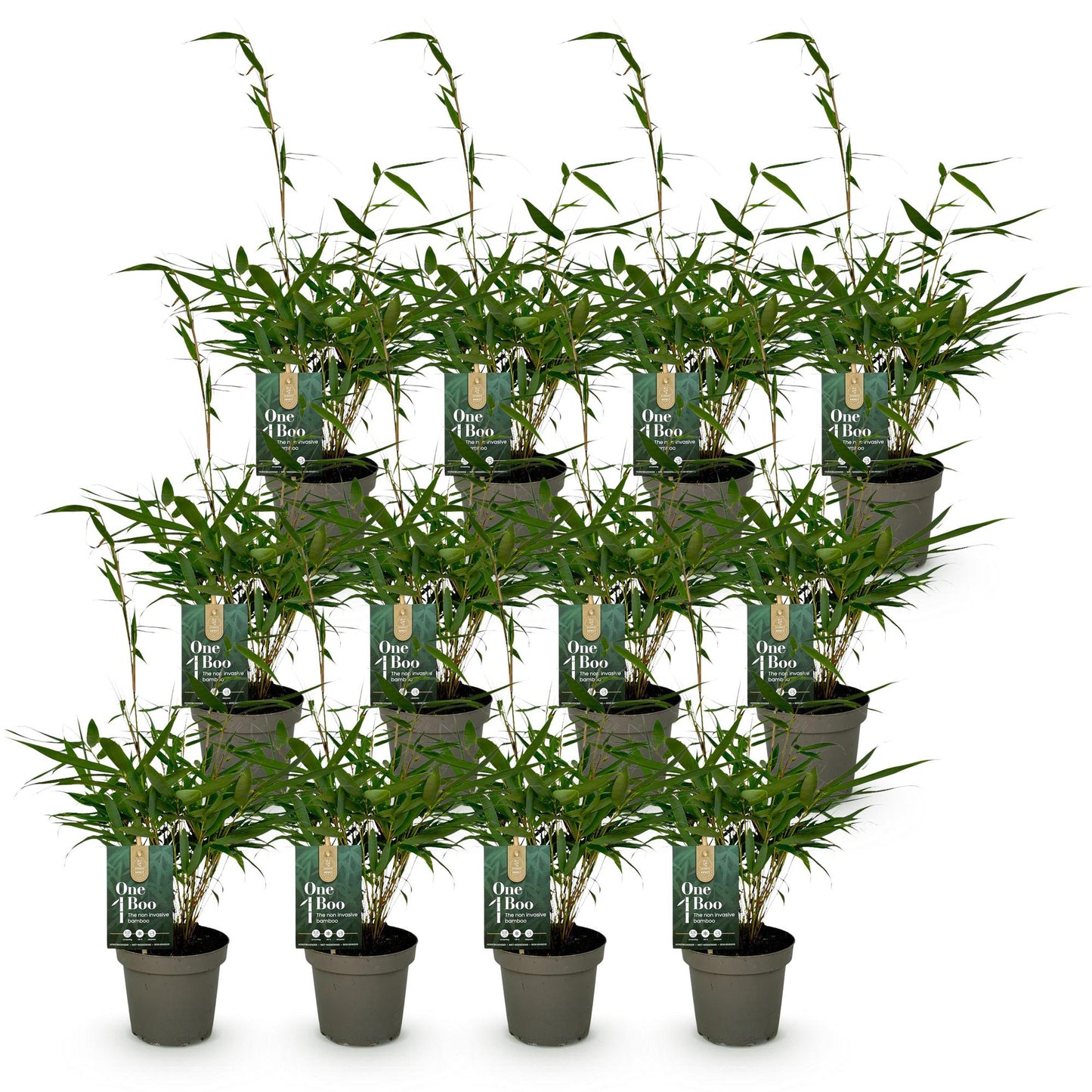 Bamboe: Fargesia robusta Pingwu (12 Planten)