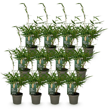Bamboe: Fargesia robusta Pingwu (12 Planten)
