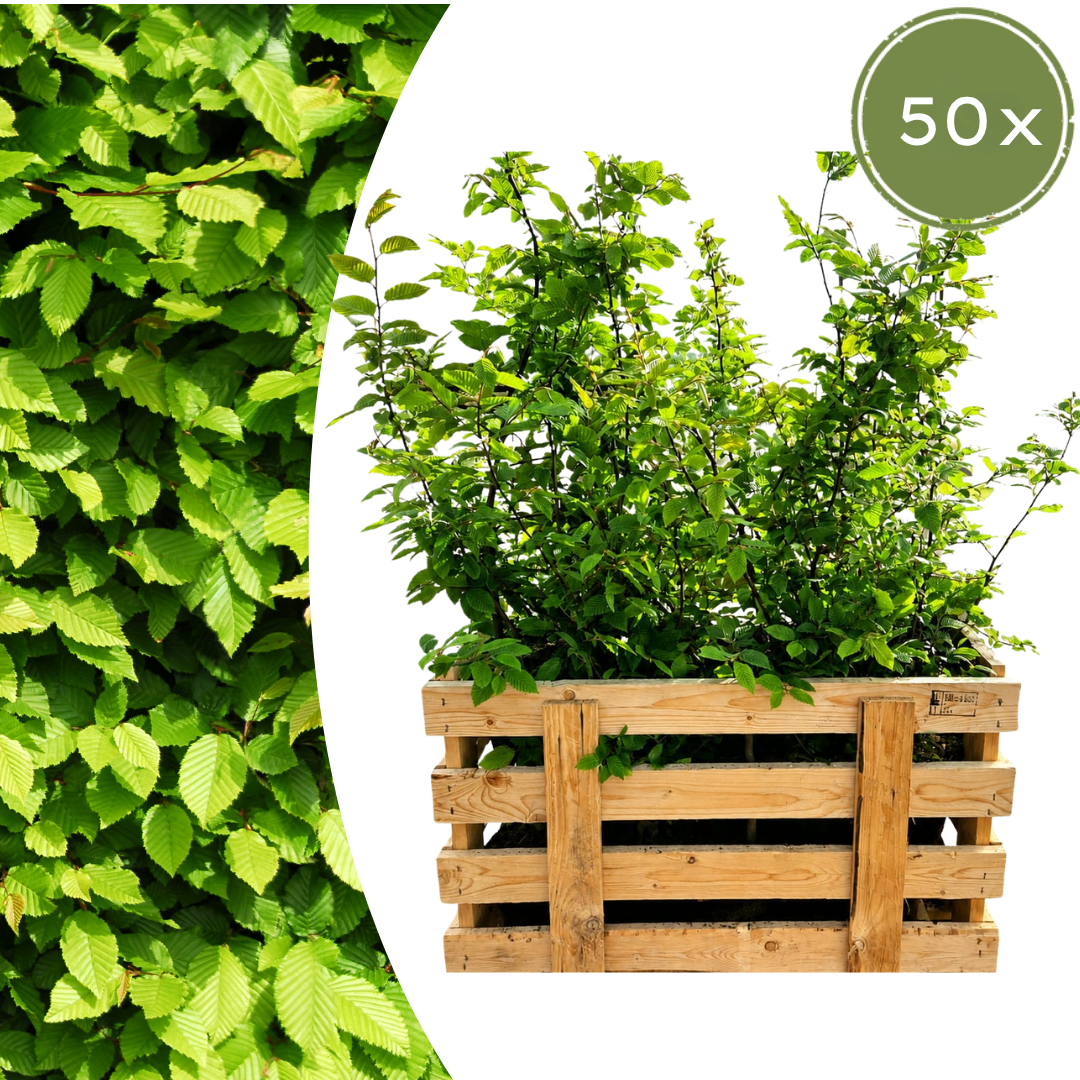Palletdeal: Carpinus Betulus (50 stuks)