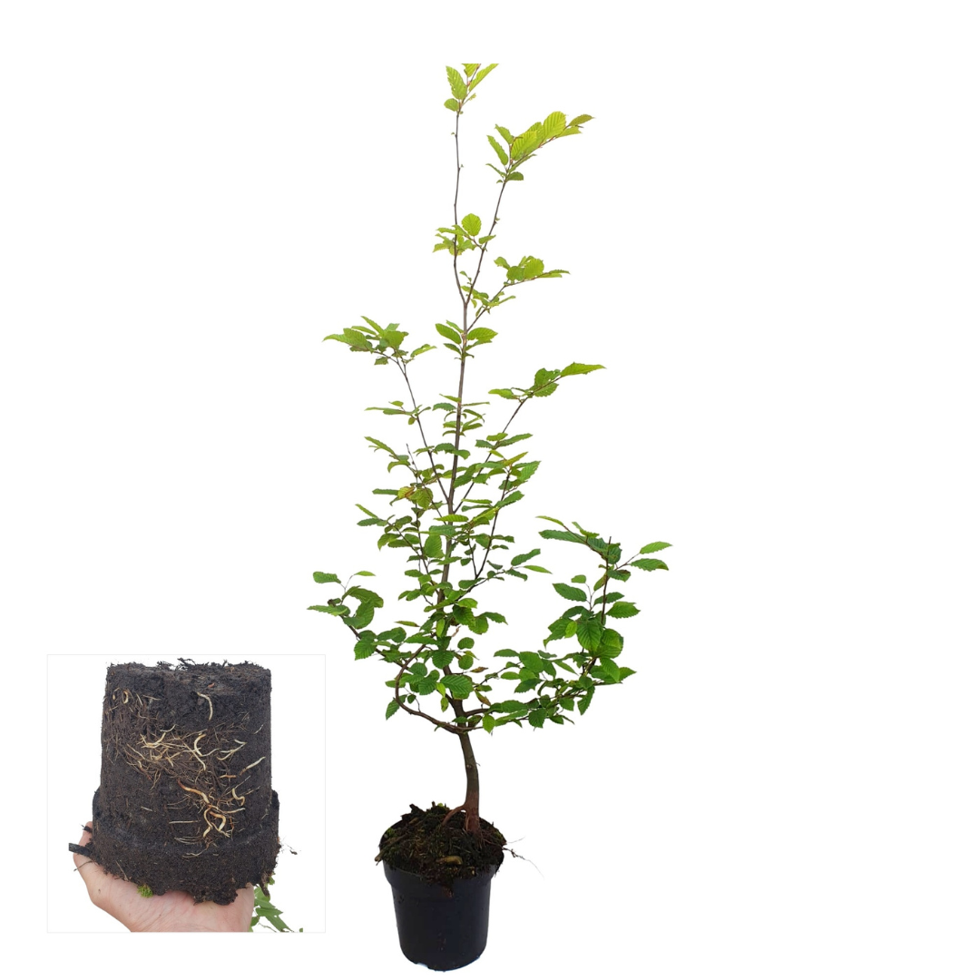 Palletdeal: Carpinus Betulus (50 stuks)