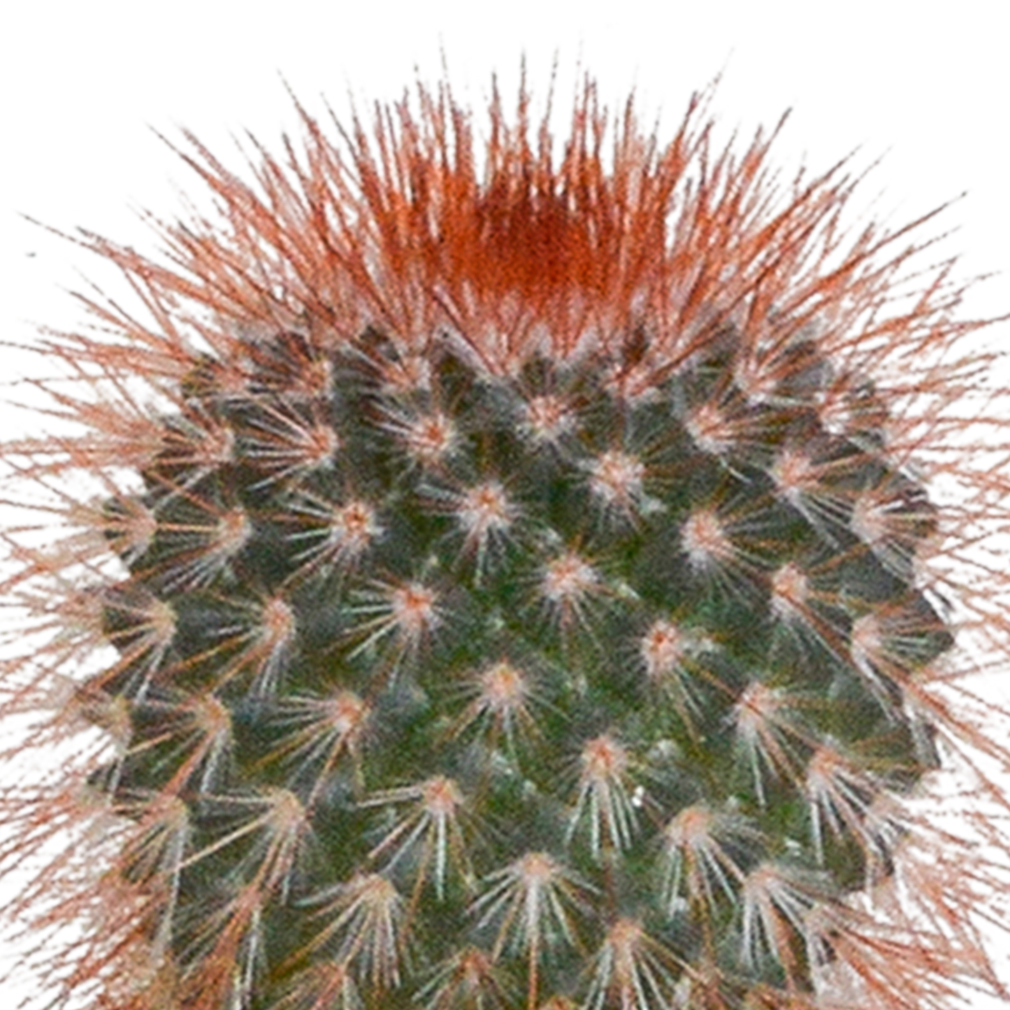 Mix: 15 stuks Cacti en vetplanten 5.5 cm - in witte pot