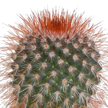 Mix: 15 stuks Cacti en vetplanten 5.5 cm - in witte pot