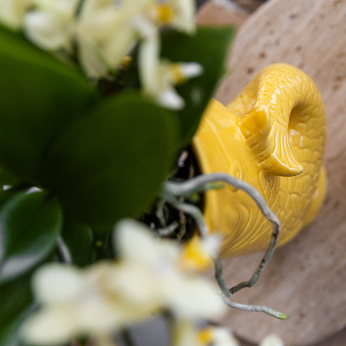 Set: Kolibri Company | Mediterranean Sunset | Plantenset met witte Phalaenopsis Orchidee Lausanne en Succulenten incl. keramieken sierpotten