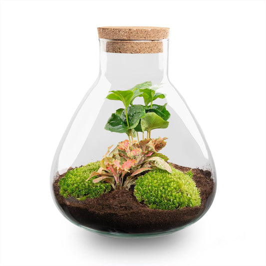 DIY terrarium - Sammie Coffea Red - Ø 22,5 cm ↑ 27 cm