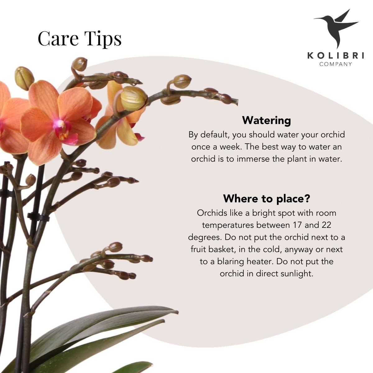 Combo: Orange Phalaenopsis (Safari pot)