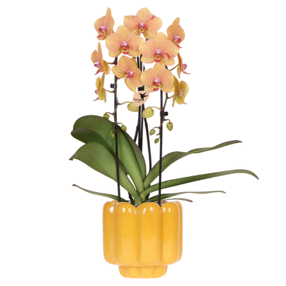 Combo: Sunny Bunny orchidee geel/roze (Retro oker sierpot)