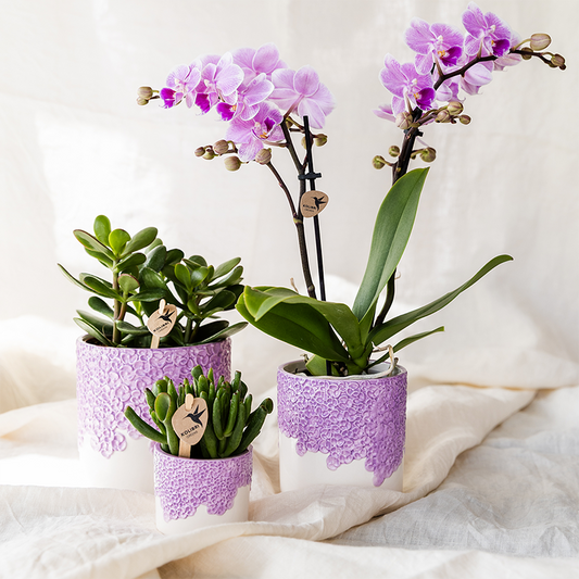 Set: Paarse Vienna orchidee + groene planten incl. sierpotten