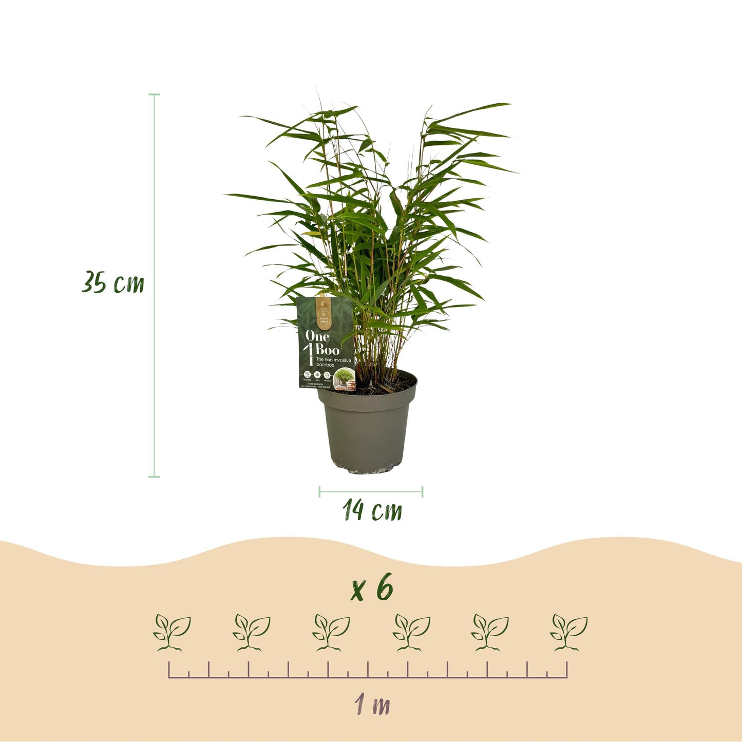 Bamboe: Fargesia Rufa (18 Planten)