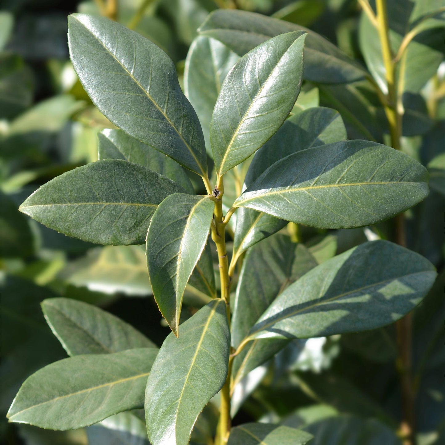 Prunus laurocerasus Caucasica- blad groen - 8 planten - 1 strekkende meter - groenblijvend - pot 9cm hoogte 30-35cm