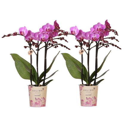 Duo-deal: Paarse Phalaenopsis Vienna