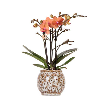 Combo: Orange Phalaenopsis (Safari pot)