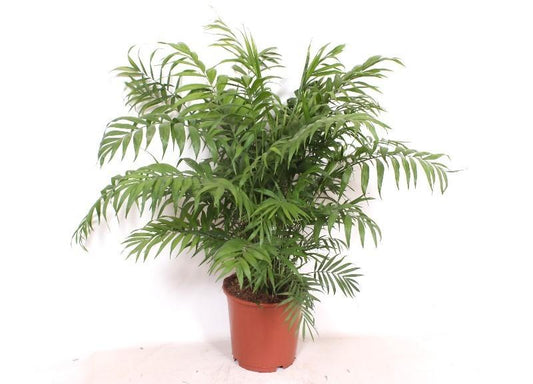 Chamaedorea Elegans